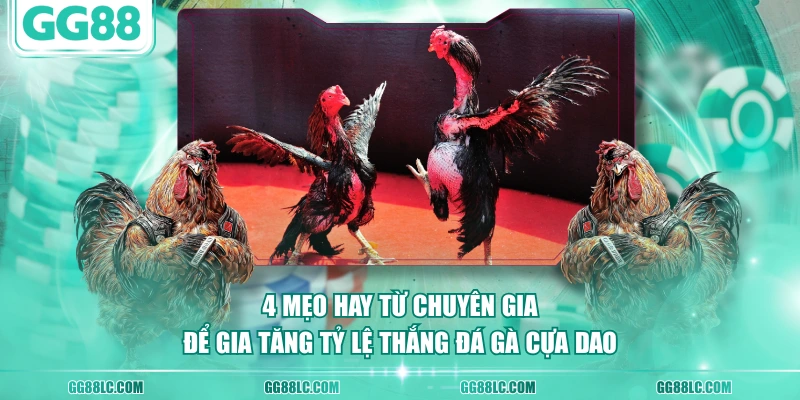 4 mẹo hay từ chuyên gia để gia tăng tỷ lệ thắng đá gà cựa dao
